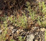 Vicia subvillosa