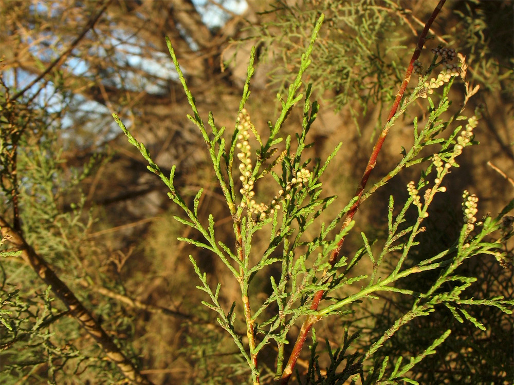 Изображение особи Tamarix canariensis.