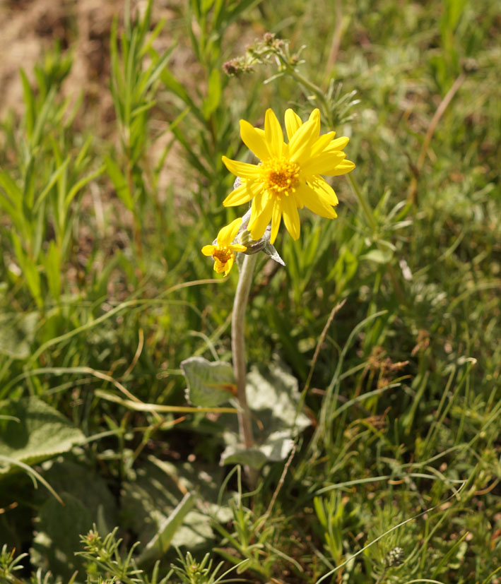 Image of Ligularia narynensis specimen.