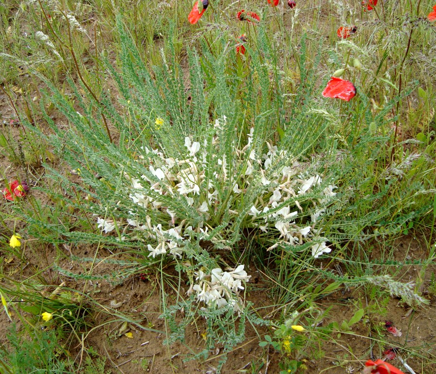 Изображение особи Astragalus barrowianus.