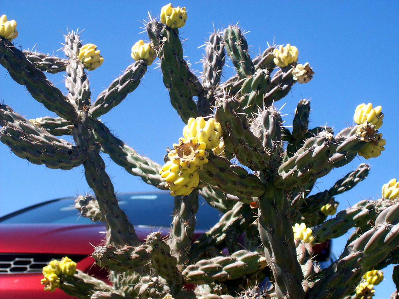 Изображение особи Cylindropuntia imbricata.