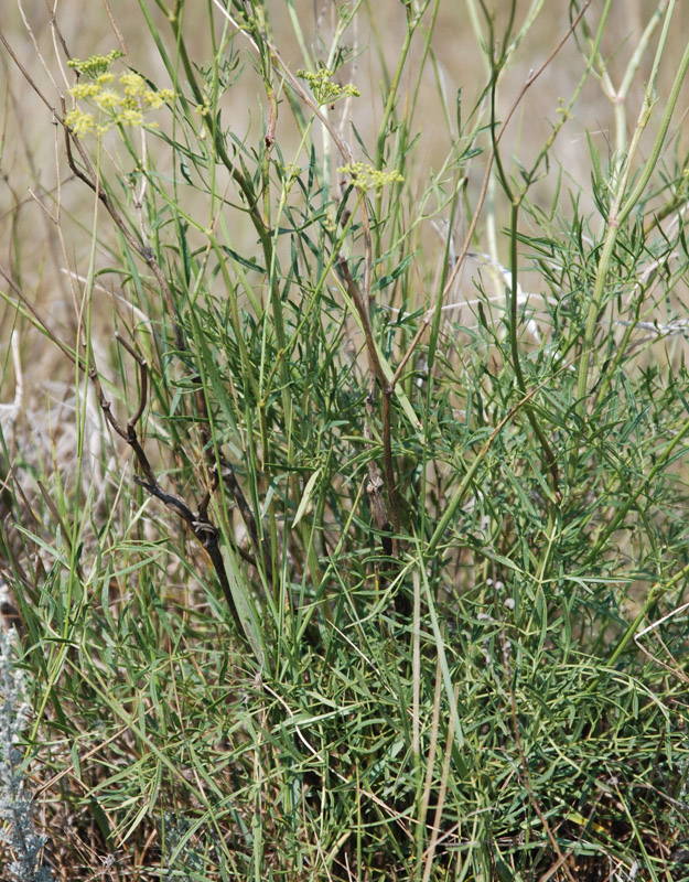 Image of Silaum silaus specimen.