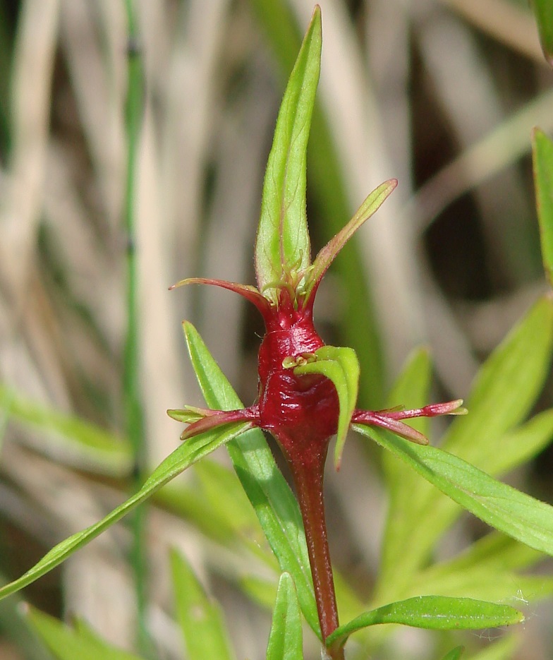 Изображение особи Epilobium palustre.