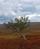 Betula czerepanovii
