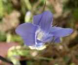 Gentianopsis barbata. Цветок. Якутия (Саха), южные окр. г. Якутска, степь. 16.08.2012.