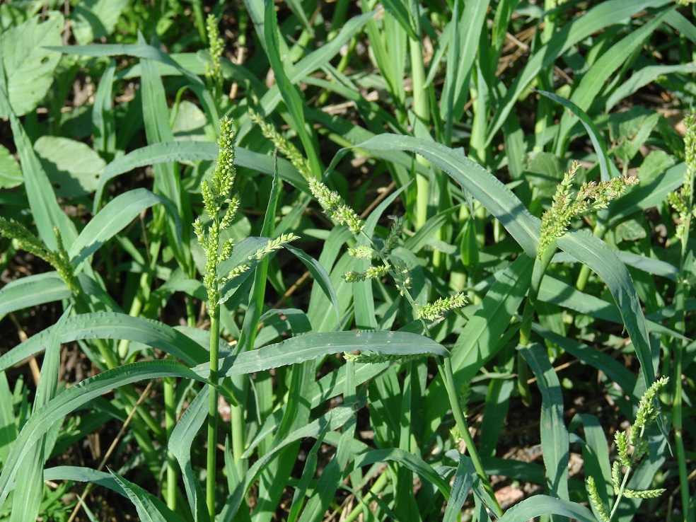 Image of Echinochloa crus-galli specimen.