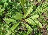 Swertia obtusa