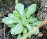 Primula serrata