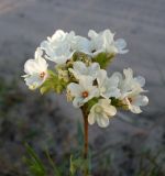 Anchusa popovii