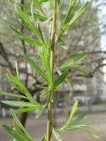Salix viminalis. Часть ветви с молодыми побегами (цвет коры относится к видоспецифическим признакам). Санкт-Петербург, 3 мая 2009 г.
