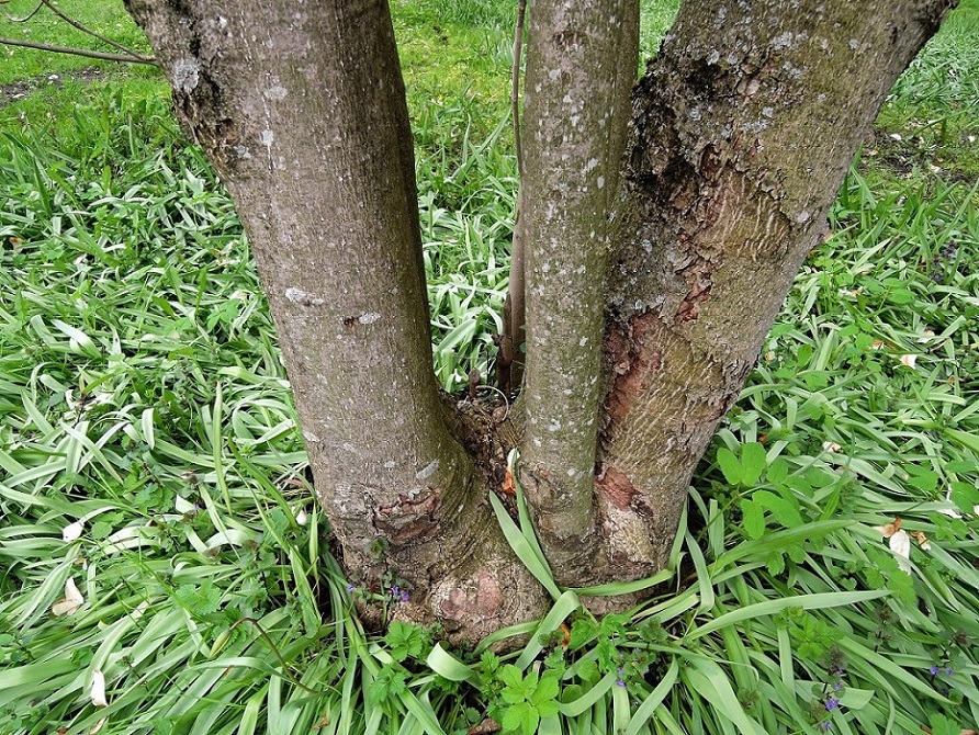 Image of Magnolia tripetala specimen.