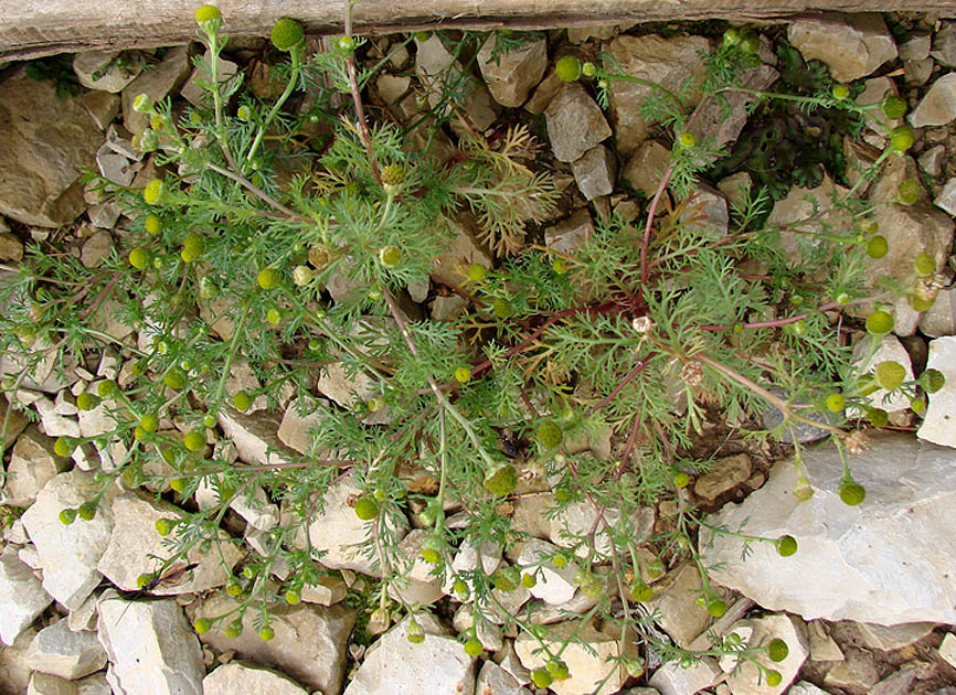 Image of Matricaria discoidea specimen.