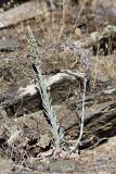 Rosularia subspicata