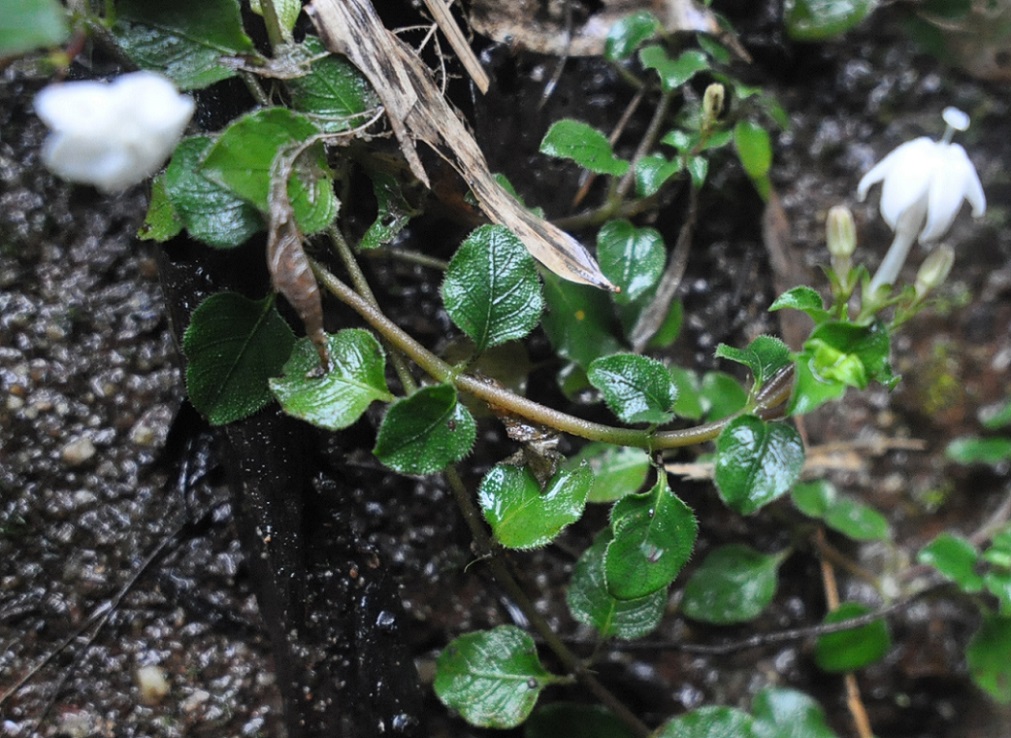 Image of familia Rubiaceae specimen.