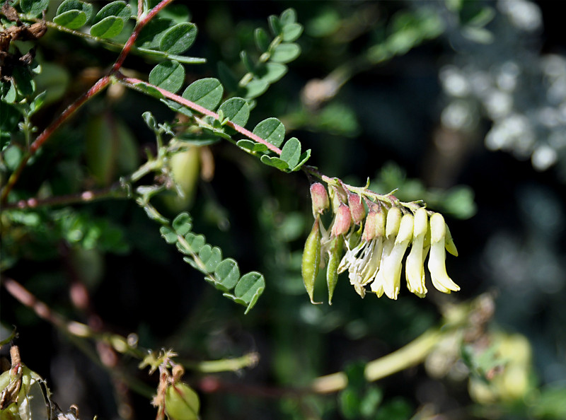 Image of Astragalus membranaceus specimen.