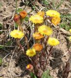 Tussilago farfara