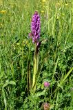Dactylorhiza incarnata