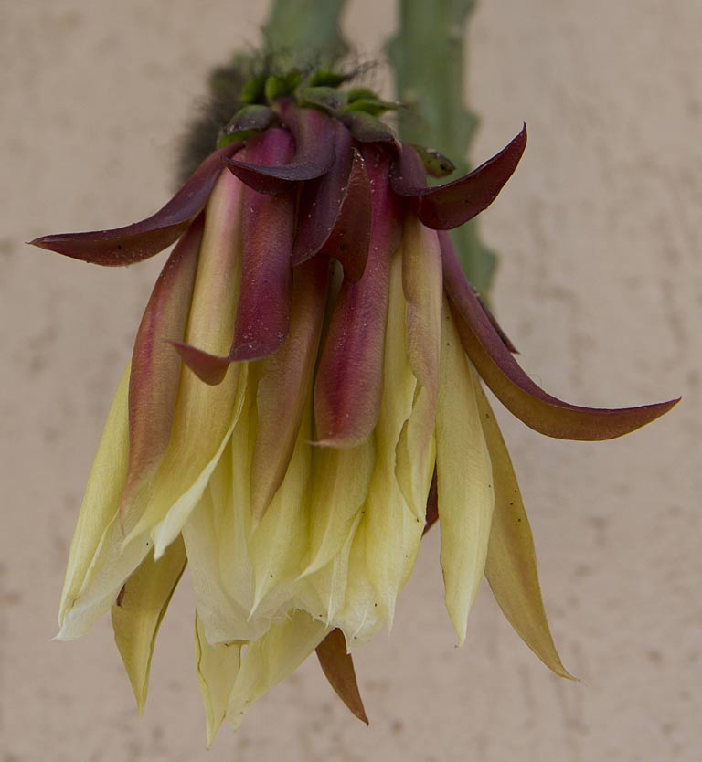 Image of Selenicereus grandiflorus specimen.