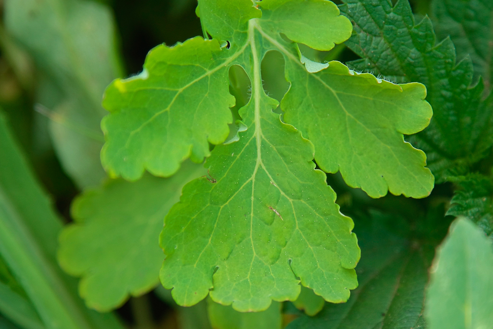 Изображение особи Chelidonium majus.
