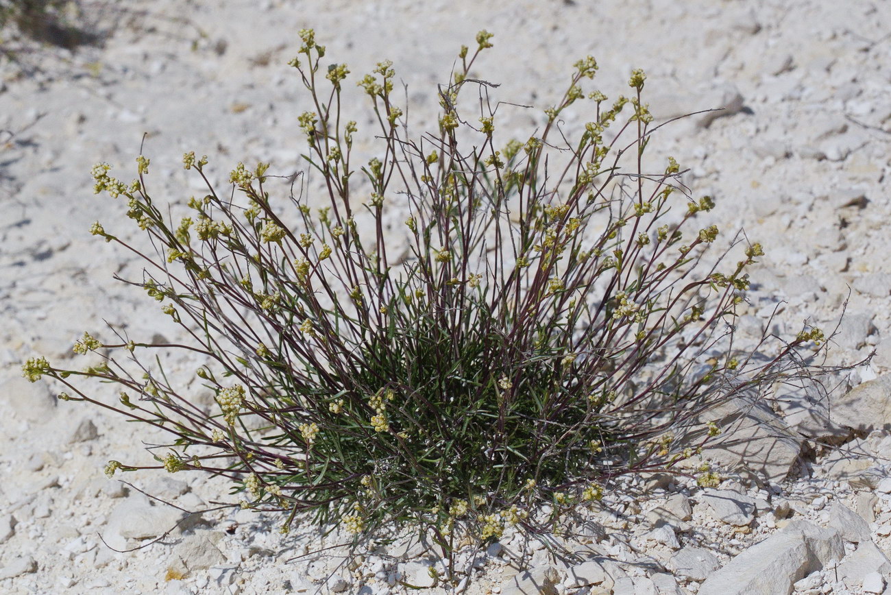 Изображение особи Lepidium meyeri.