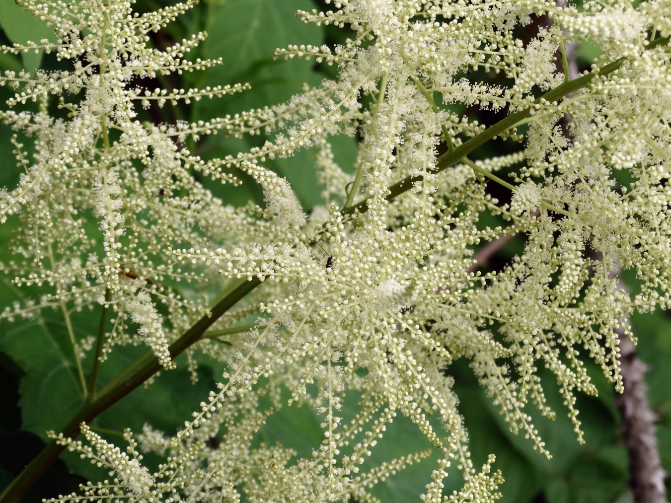 Изображение особи Aruncus dioicus.