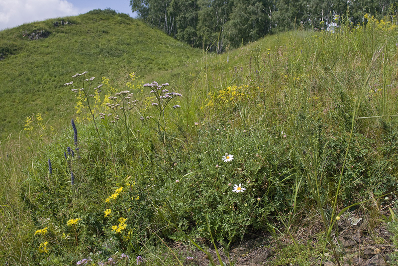 Image of Chrysanthemum sinuatum specimen.