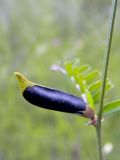 Vicia grandiflora. Часть побега с плодом. Украина, Житомирская обл., г. Новоград-Волынский, окраина города, луг. 13.06.2016.