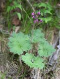 Cortusa discolor