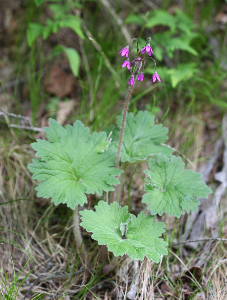 Image of Cortusa discolor specimen.