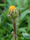 Trommsdorffia ciliata