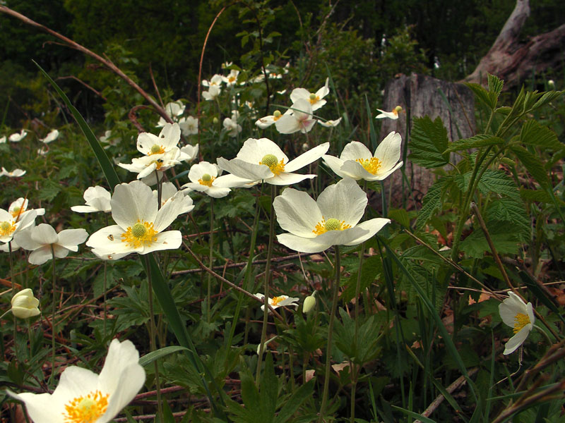 Изображение особи Anemone sylvestris.