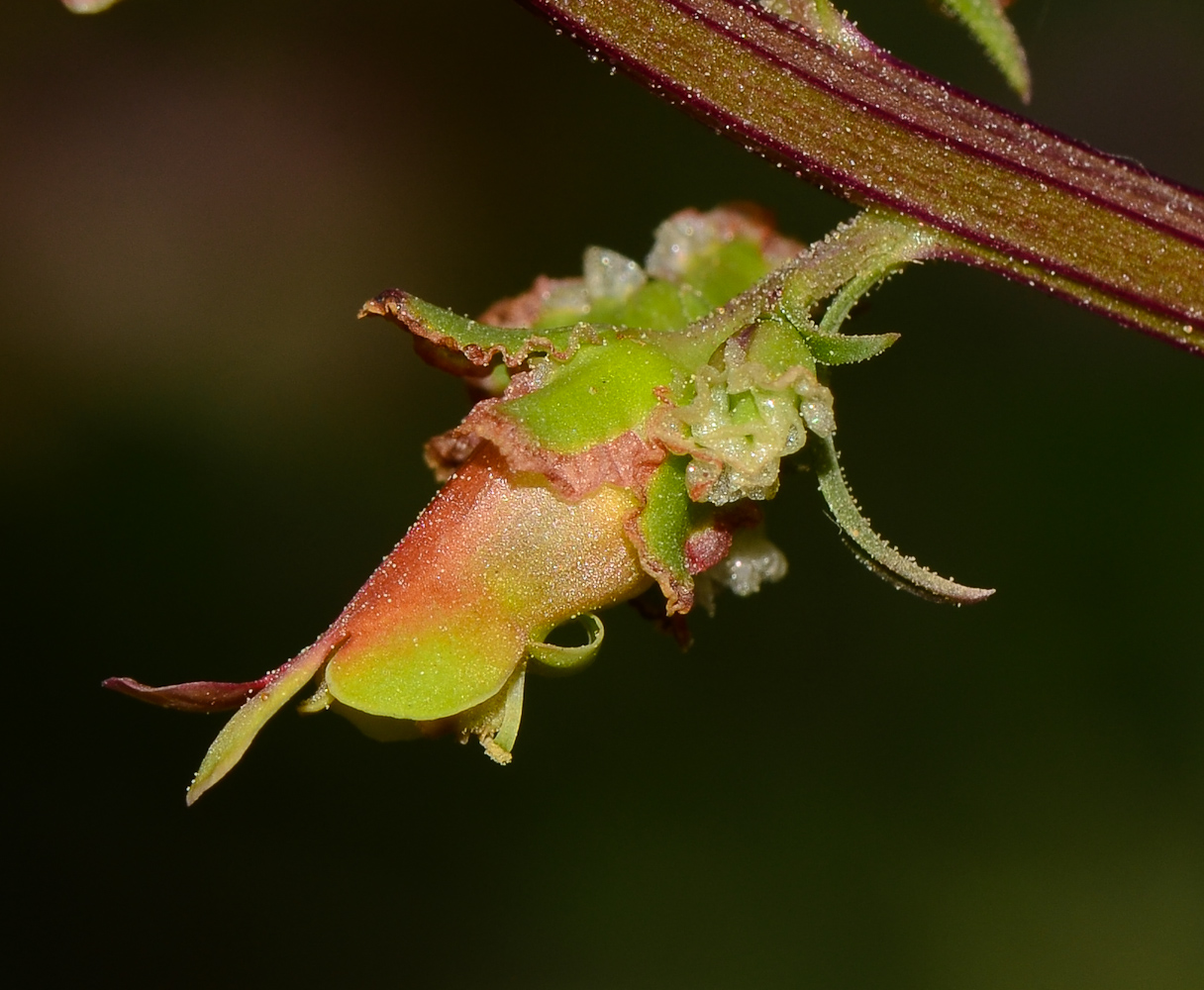 Изображение особи Scrophularia rubricaulis.