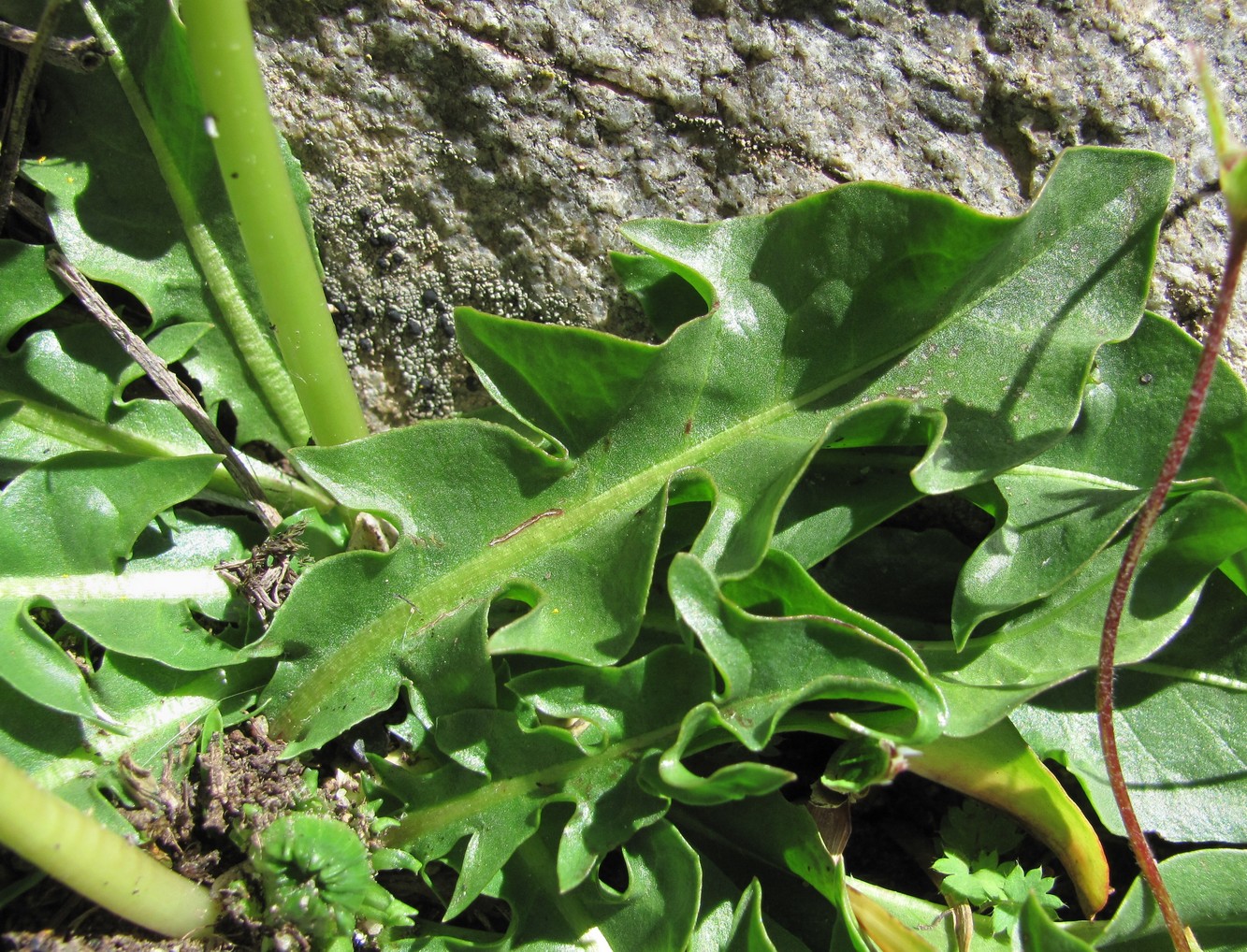 Image of genus Taraxacum specimen.