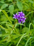 Campanula glomerata. Верхушка цветущего растения. Восточные Саяны, Берёзовский р-н, горный склон. 23.07.2016.