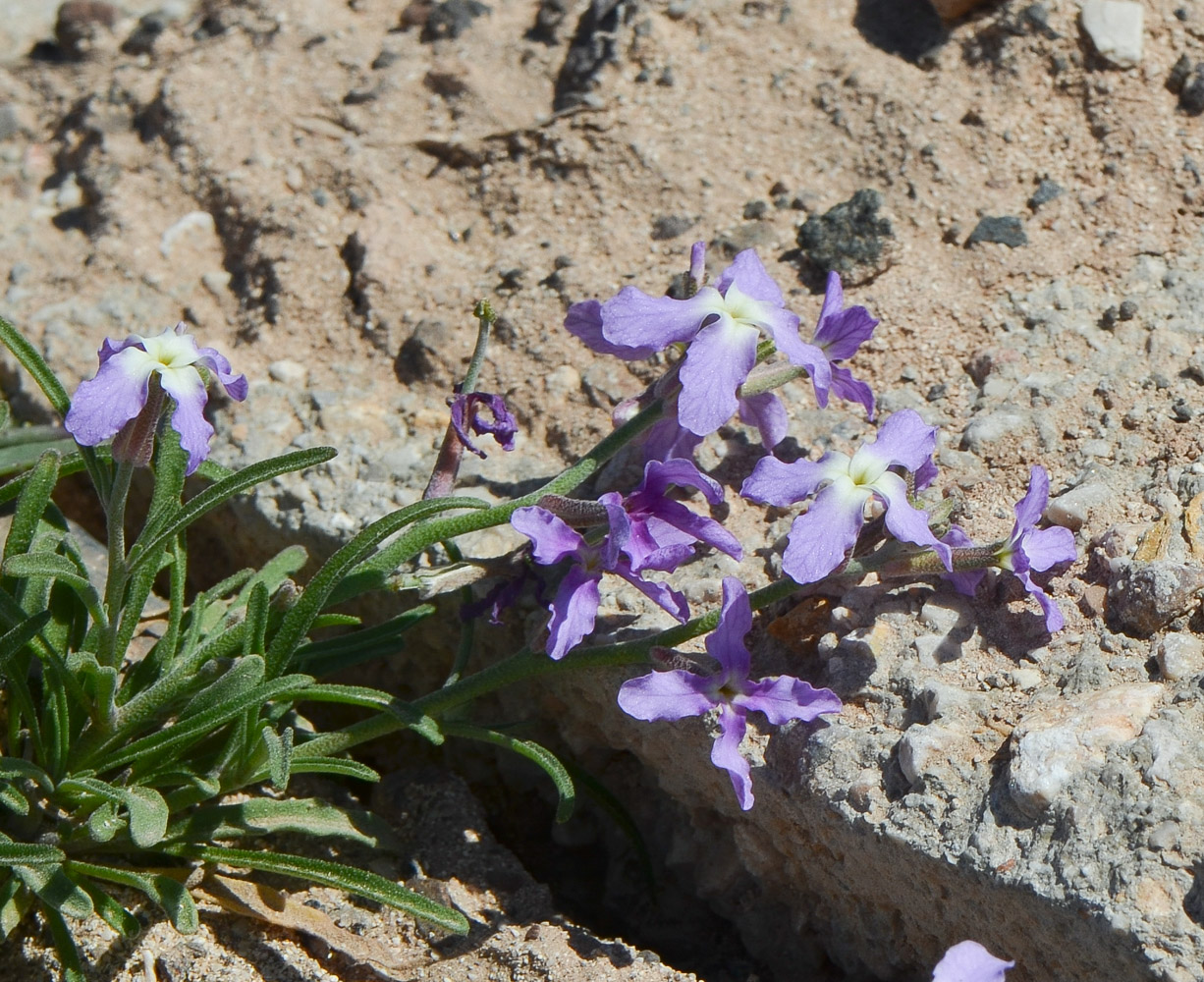 Image of Matthiola fruticulosa var. bolleana specimen.