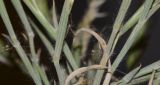 Asthenatherum forskaolii