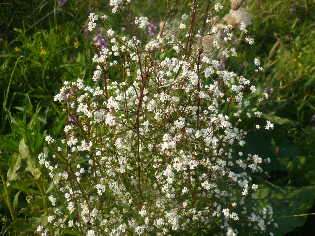 Image of Galium uliginosum specimen.