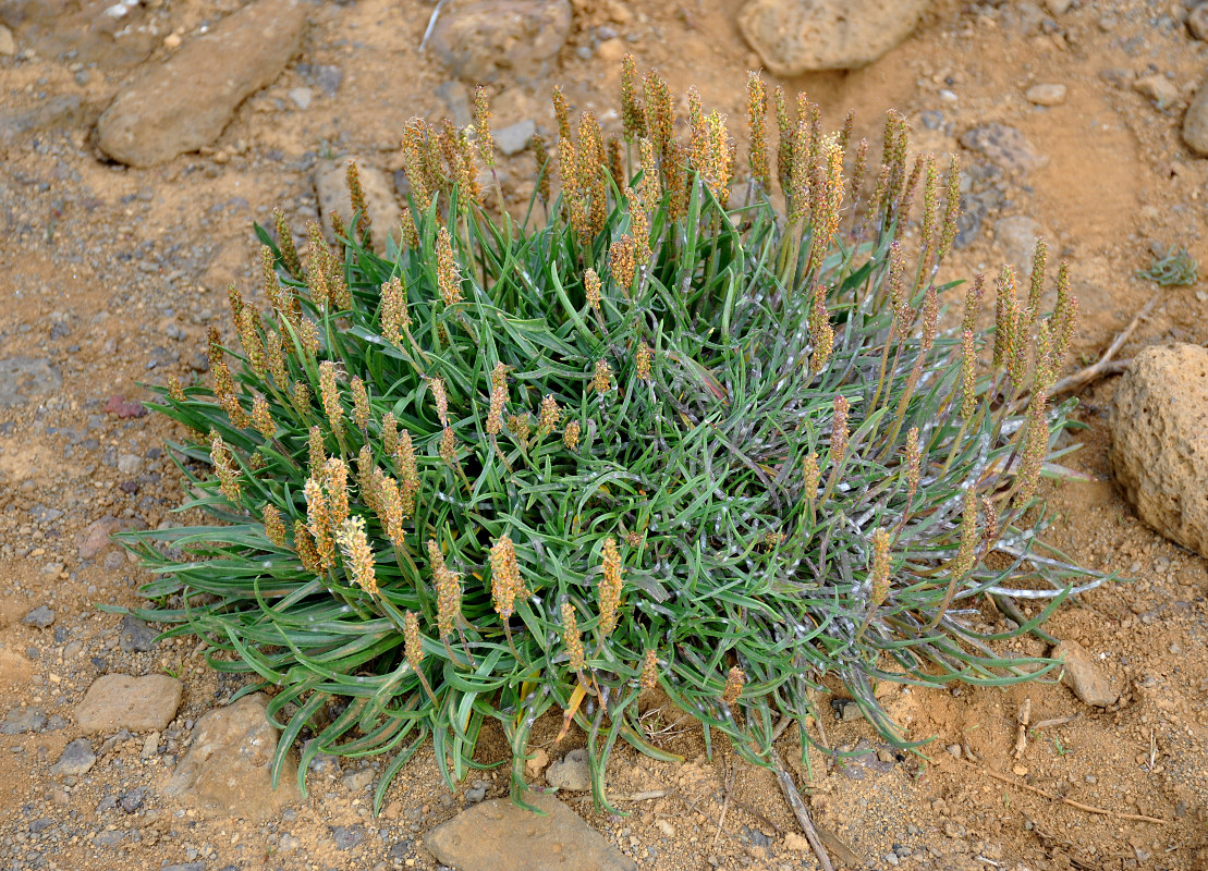 Изображение особи Plantago maritima.