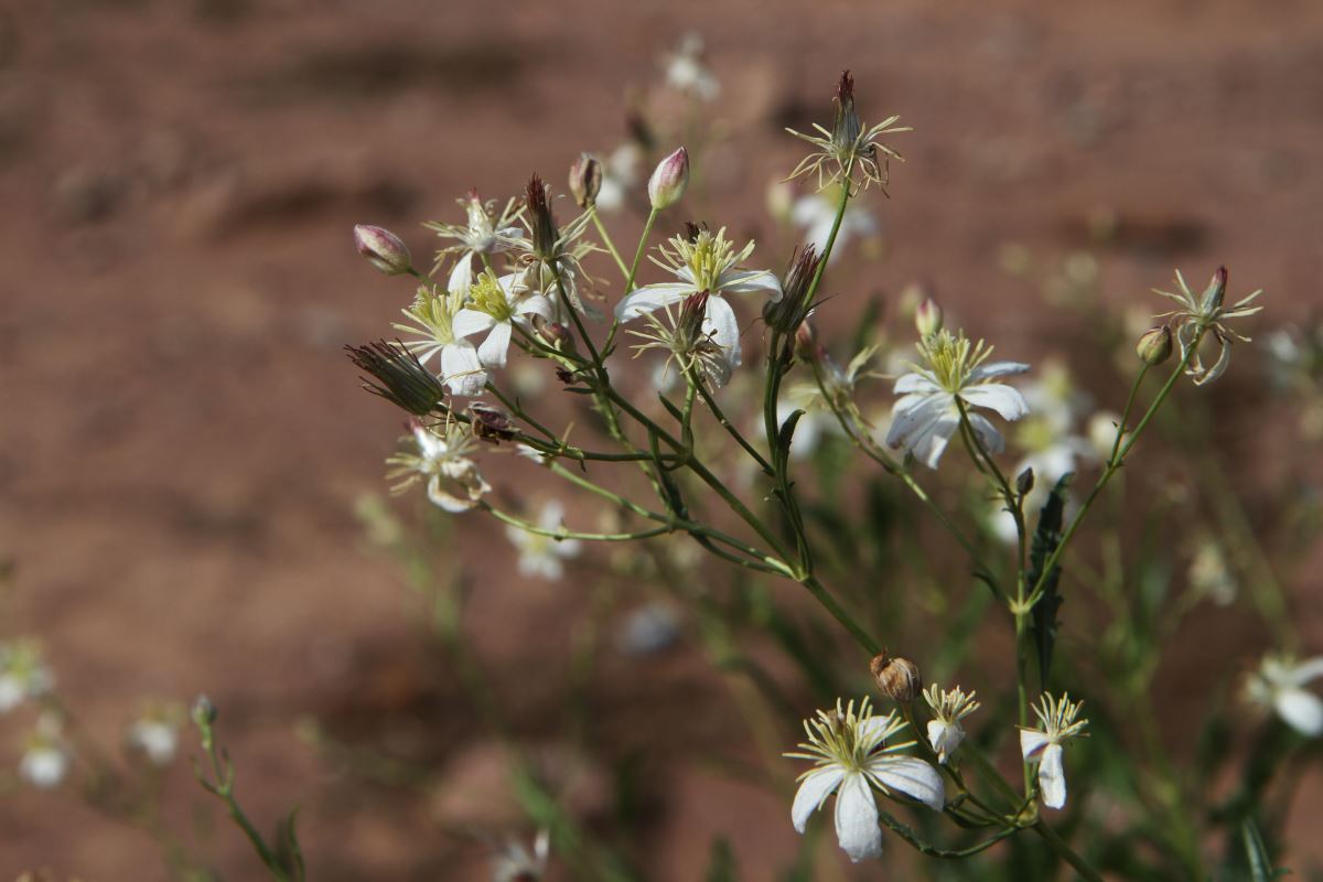 Image of Clematis songorica specimen.