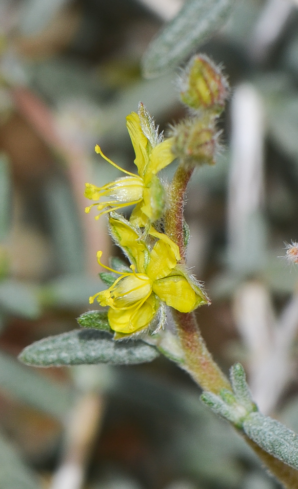 Изображение особи Helianthemum lippii.