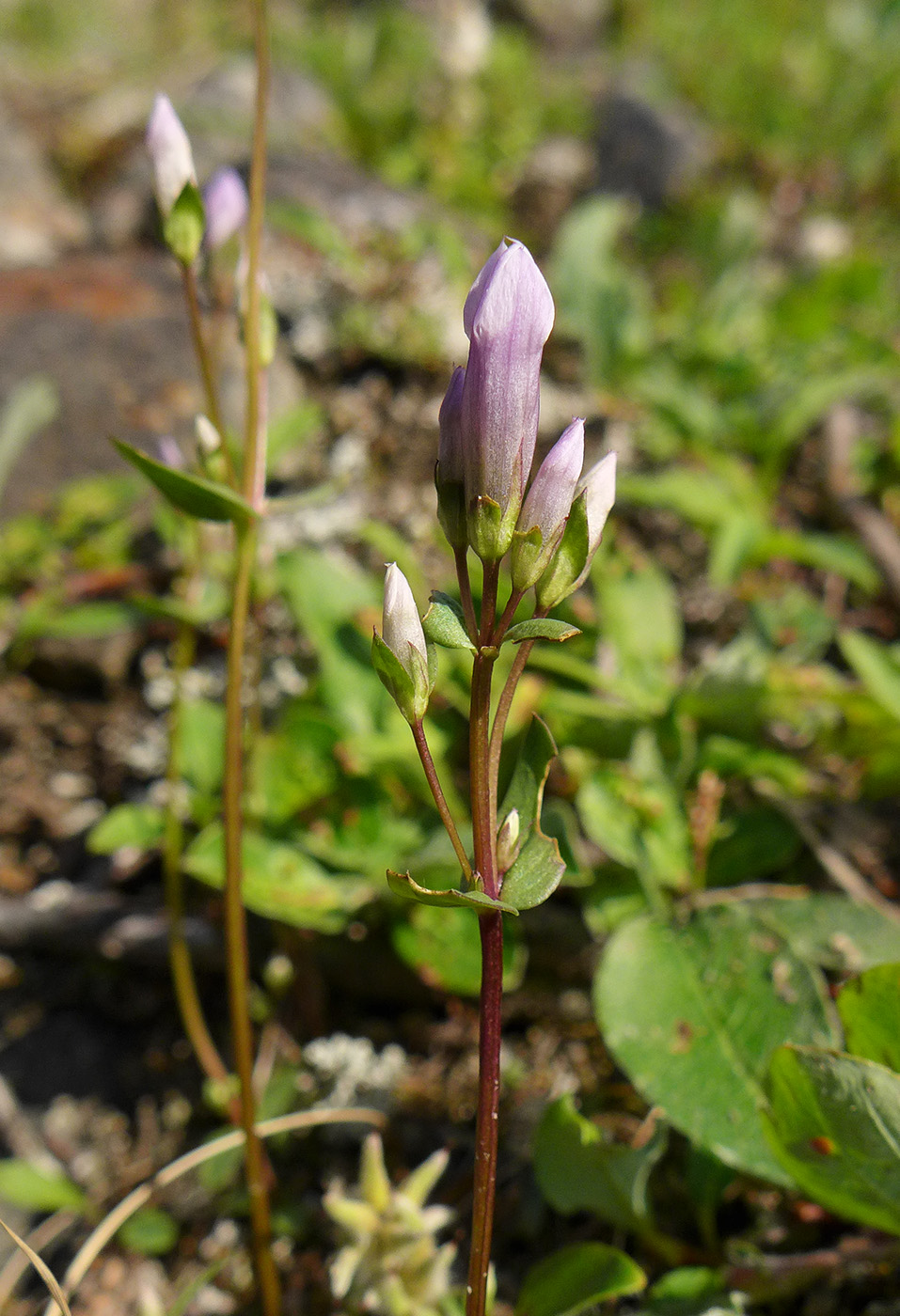 Изображение особи Gentianella propinqua.