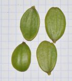 Alluaudia ascendens. Листья. Израиль, Шарон, г. Тель-Авив, ботанический сад \"Сад кактусов\". 08.11.2016.