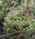 Sanionia uncinata. Вегетирующие растения со спорофитами. Свердловская обл., окр. г. Заречный, Черемшанское болото. 27.09.2016.