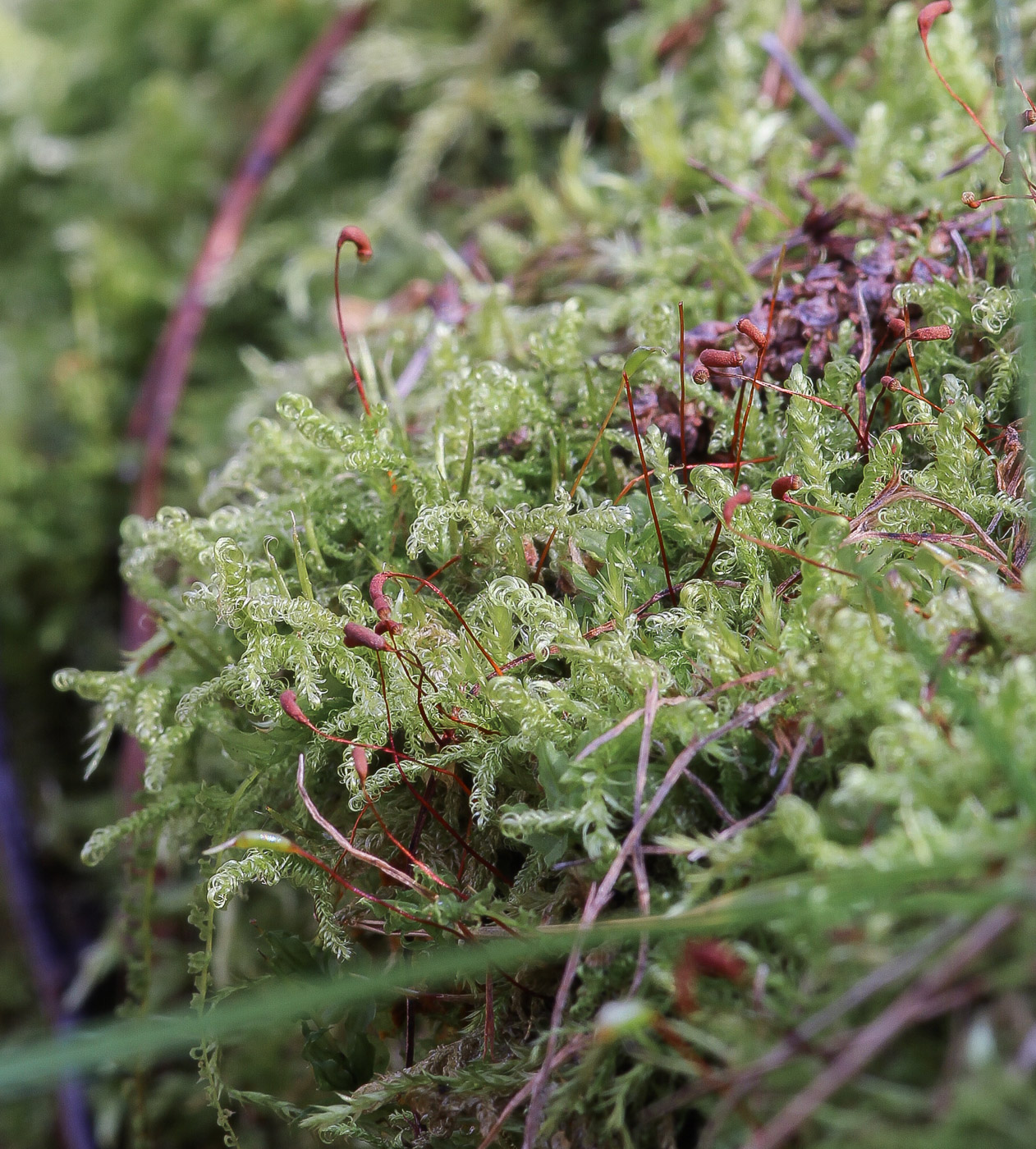 Изображение особи Sanionia uncinata.