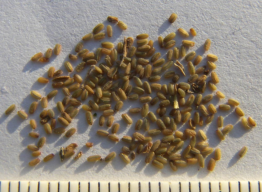 Image of Neotorularia contortuplicata specimen.