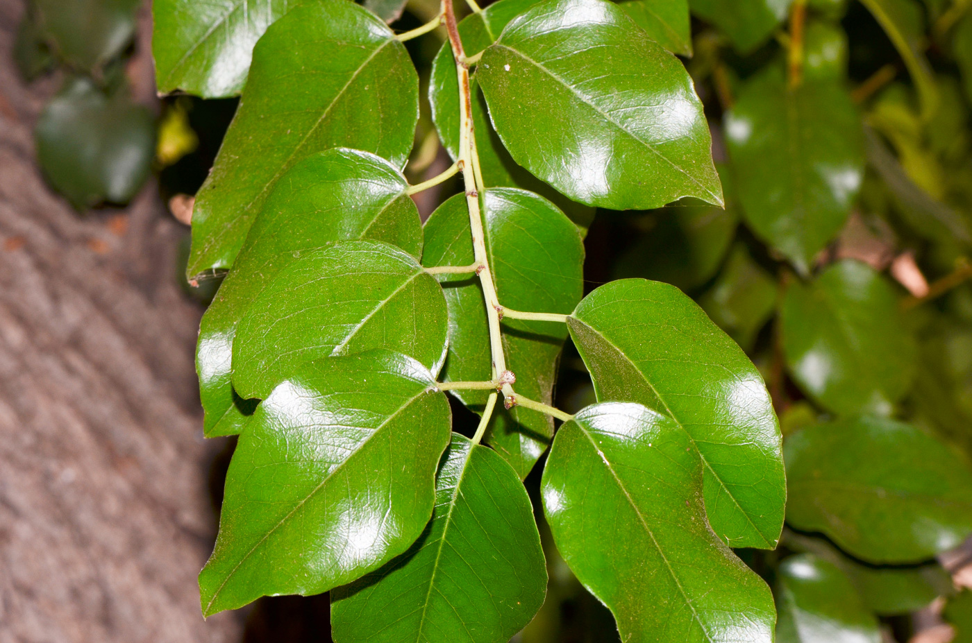 Image of Lauro-cerasus lyonii specimen.