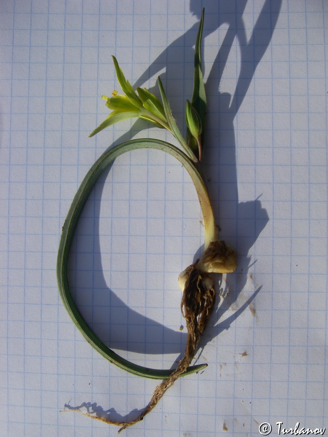 Image of Gagea transversalis specimen.