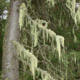 Usnea longissima