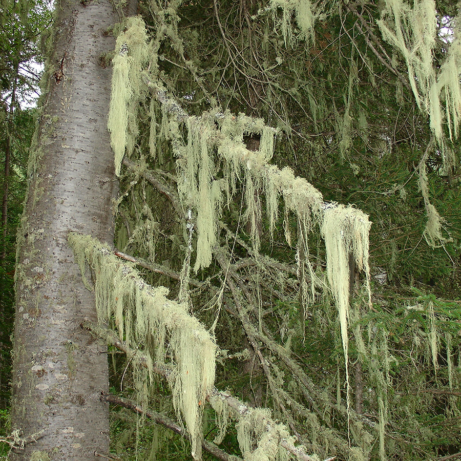 Image of Usnea longissima specimen.