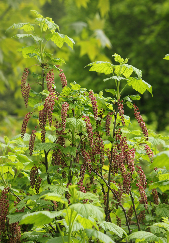 Image of Ribes biebersteinii specimen.